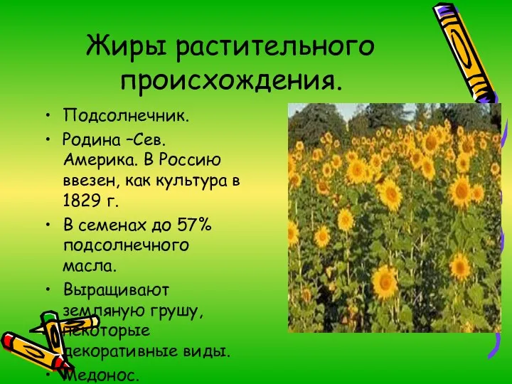 Жиры растительного происхождения. Подсолнечник. Родина –Сев. Америка. В Россию ввезен,