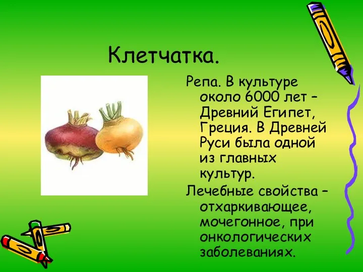 Клетчатка. Репа. В культуре около 6000 лет – Древний Египет,