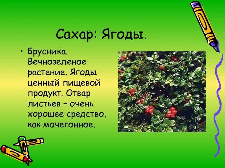 Сахар: Ягоды. Брусника. Вечнозеленое растение. Ягоды ценный пищевой продукт. Отвар