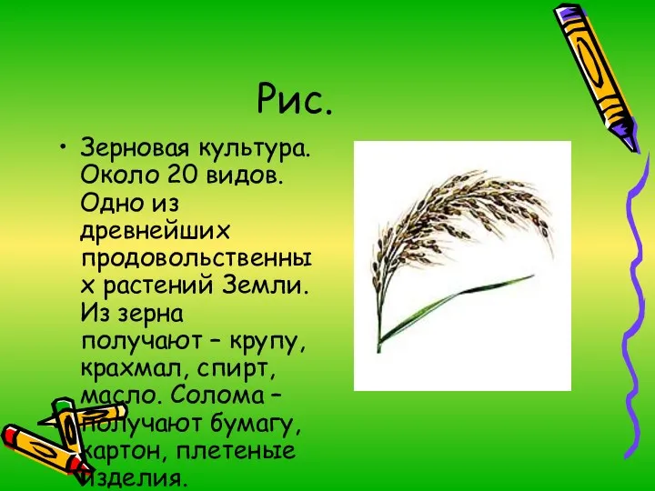 Рис. Зерновая культура. Около 20 видов. Одно из древнейших продовольственных