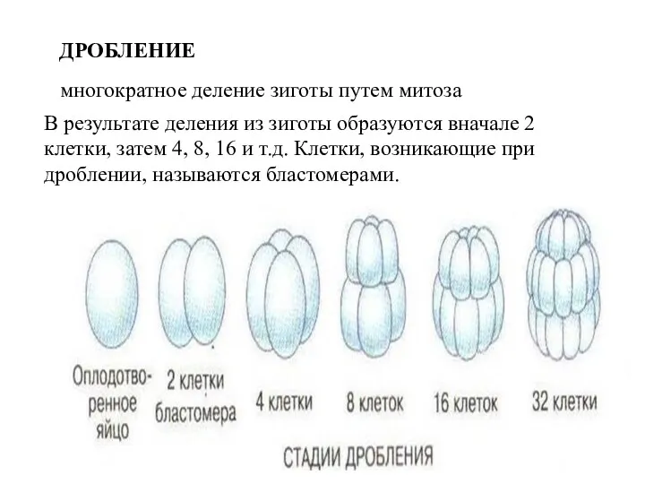 ДРОБЛЕНИЕ многократное деление зиготы путем митоза В результате деления из