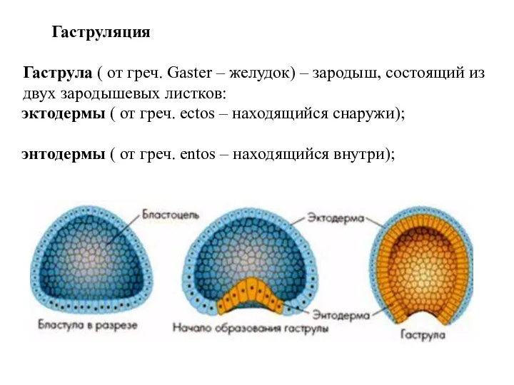 Гаструляция Гаструла ( от греч. Gaster – желудок) – зародыш,