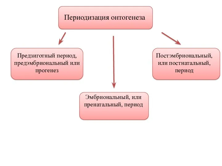 Периодизация онтогенеза Предзиготный период, предэмбриональный или прогенез Эмбриональный, или пренатальный, период Постэмбриональный, или постнатальный, период