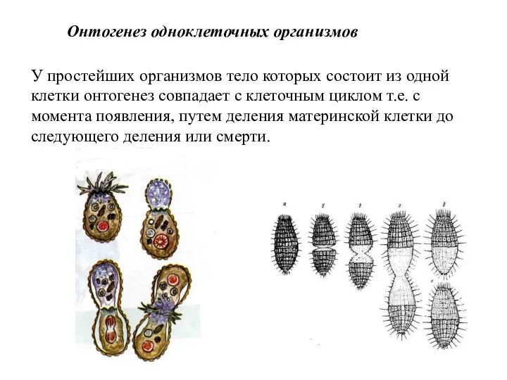 Онтогенез одноклеточных организмов У простейших организмов тело которых состоит из