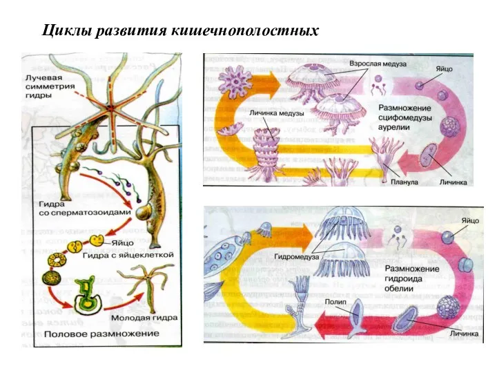 Циклы развития кишечнополостных