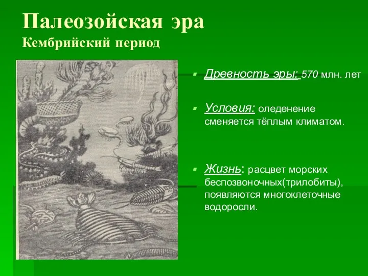 Палеозойская эра Кембрийский период Древность эры: 570 млн. лет Условия: