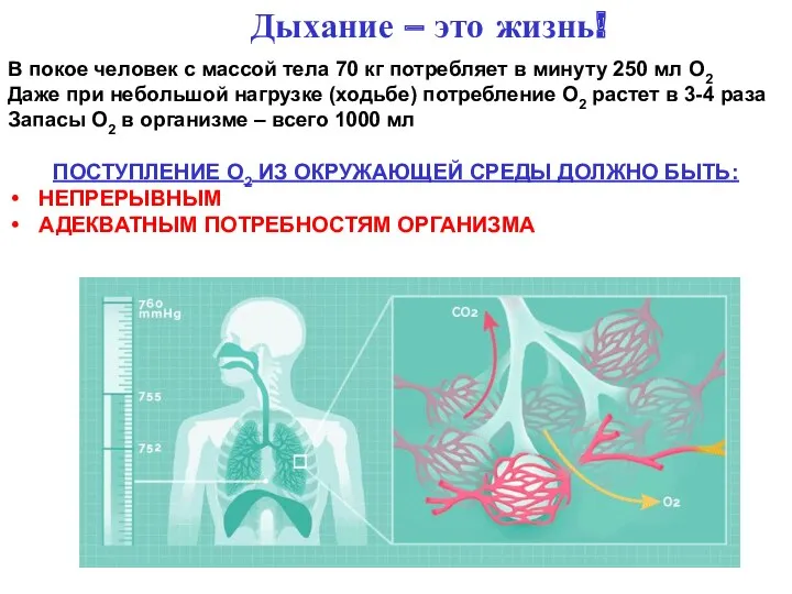 Дыхание – это жизнь! В покое человек с массой тела