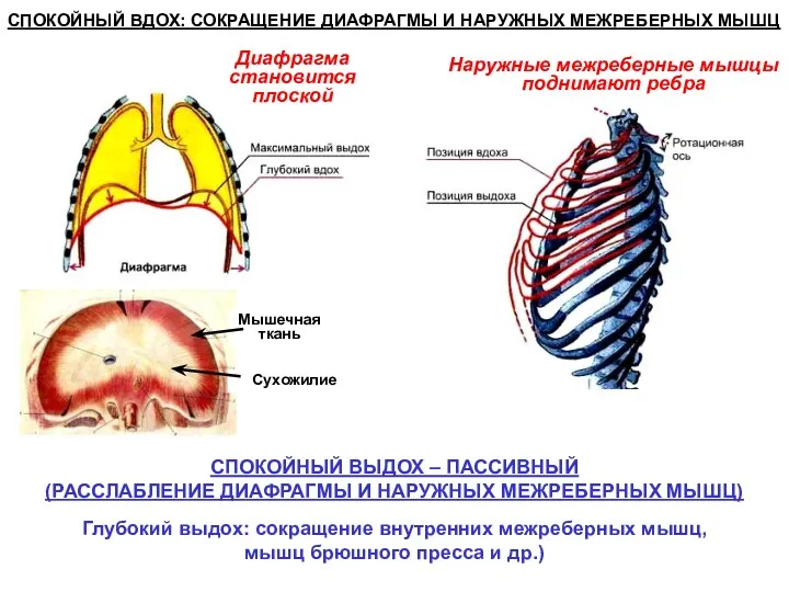 СПОКОЙНЫЙ ВДОХ: СОКРАЩЕНИЕ ДИАФРАГМЫ И НАРУЖНЫХ МЕЖРЕБЕРНЫХ МЫШЦ СПОКОЙНЫЙ ВЫДОХ