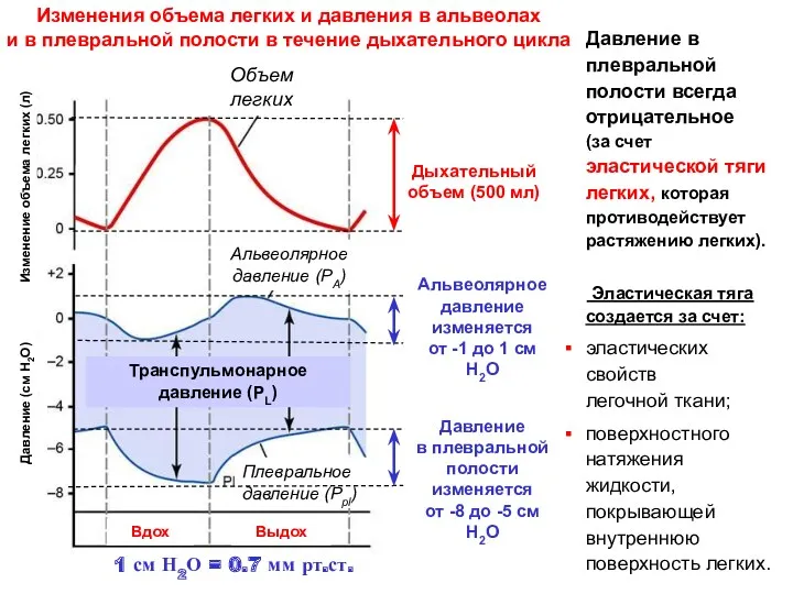 Давление в плевральной полости всегда отрицательное (за счет эластической тяги