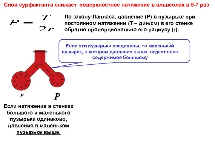 Слой сурфактанта снижает поверхностное натяжение в альвеолах в 5-7 раз