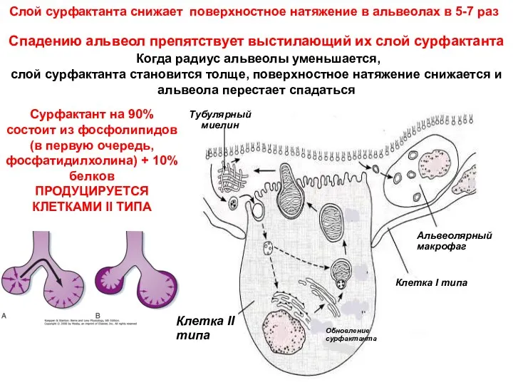 Слой сурфактанта снижает поверхностное натяжение в альвеолах в 5-7 раз
