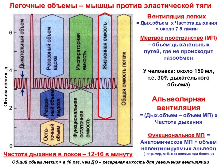 Легочные объемы – мышцы против эластической тяги Частота дыхания в