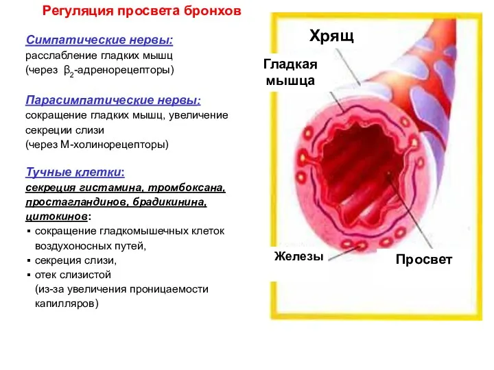 Симпатические нервы: расслабление гладких мышц (через β2-адренорецепторы) Парасимпатические нервы: сокращение