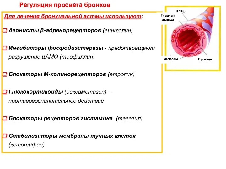 Регуляция просвета бронхов Для лечения бронхиальной астмы используют: Агонисты β-адренорецепторов