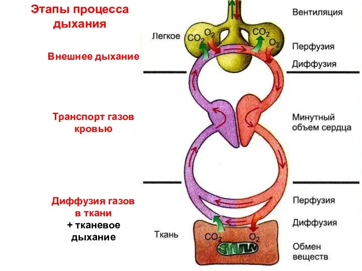 Внешнее дыхание Транспорт газов кровью Диффузия газов в ткани + тканевое дыхание Этапы процесса дыхания