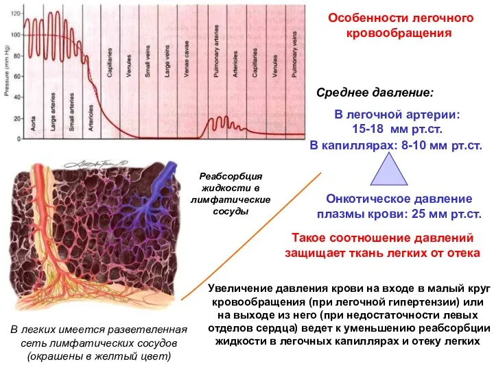 Особенности легочного кровообращения В легочной артерии: 15-18 мм рт.ст. Такое