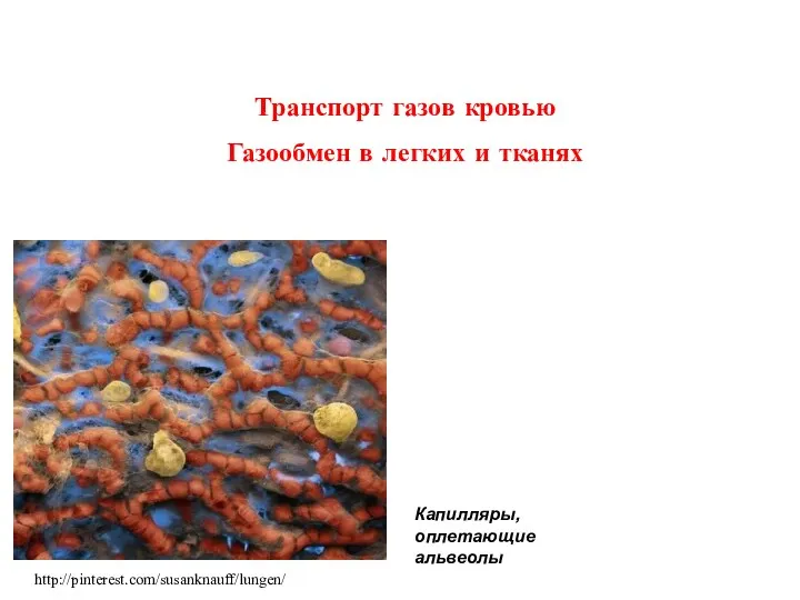 Транспорт газов кровью Газообмен в легких и тканях Капилляры, оплетающие альвеолы http://pinterest.com/susanknauff/lungen/