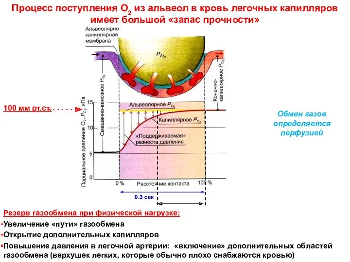 Процесс поступления О2 из альвеол в кровь легочных капилляров имеет