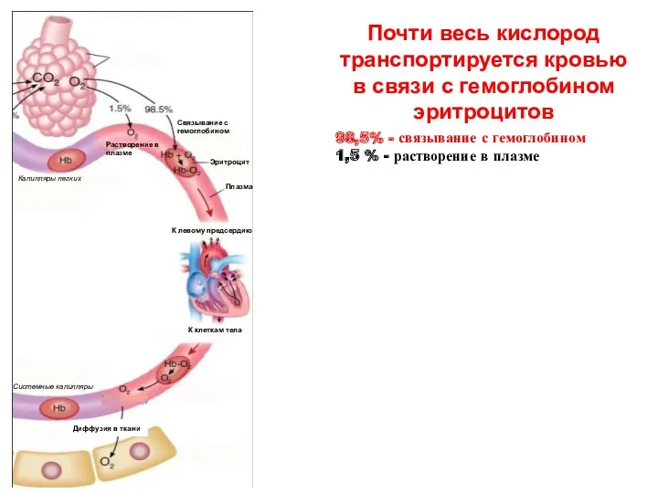 Почти весь кислород транспортируется кровью в связи с гемоглобином эритроцитов