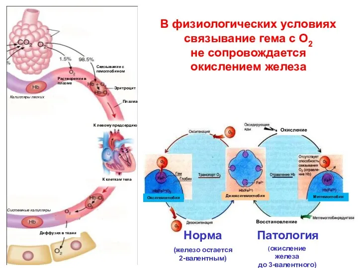 В физиологических условиях связывание гема с О2 не сопровождается окислением железа Оксигемоглобин Метгемоглобин Дезоксигемоглобин