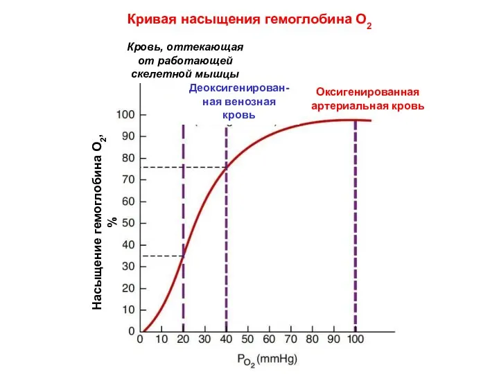 Насыщение гемоглобина О2, % Деоксигенирован-ная венозная кровь Оксигенированная артериальная кровь