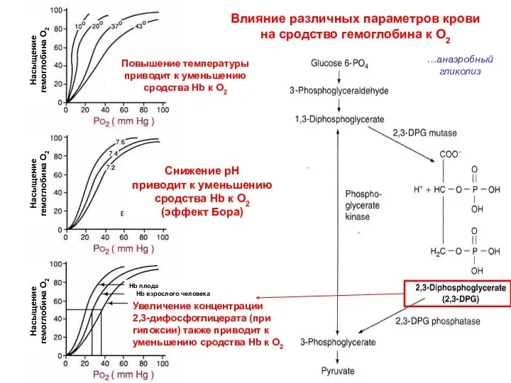 Влияние различных параметров крови на сродство гемоглобина к О2 Повышение