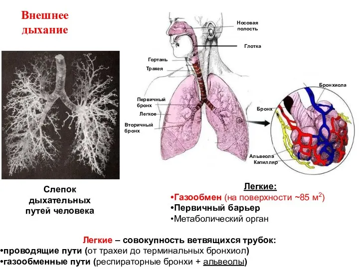 Внешнее дыхание Носовая полость Гортань Трахея Первичный бронх Вторичный бронх