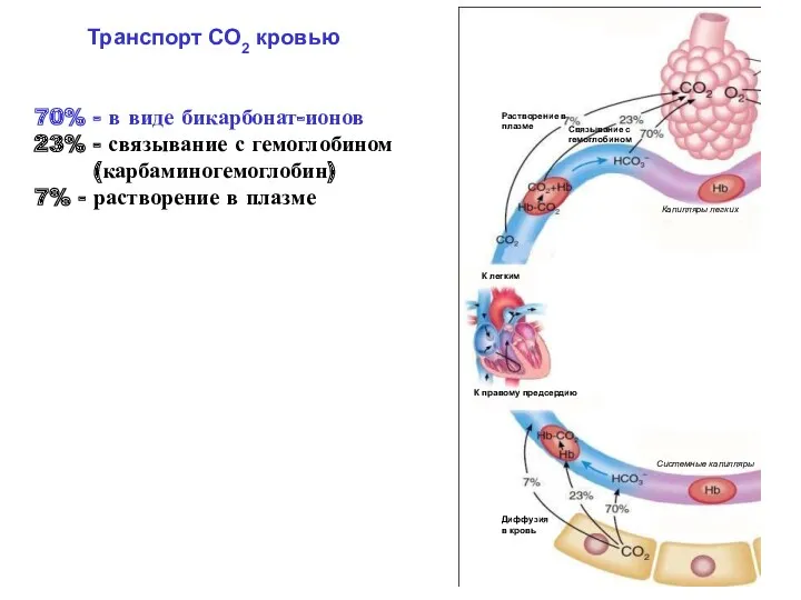 Транспорт СО2 кровью 70% - в виде бикарбонат-ионов 23% -