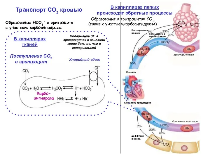 Транспорт СО2 кровью В капиллярах тканей В капиллярах легких происходят