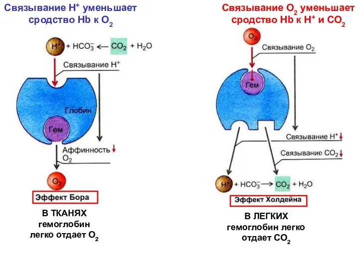 Связывание Н+ уменьшает сродство Hb к О2 Связывание О2 уменьшает