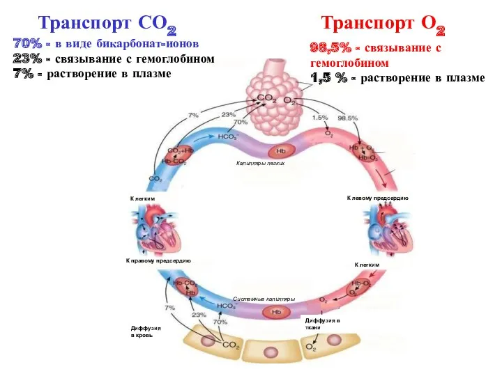 98,5% - связывание с гемоглобином 1,5 % - растворение в