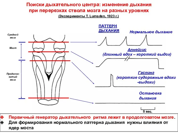 Поиски дыхательного центра: изменение дыхания при перерезках ствола мозга на