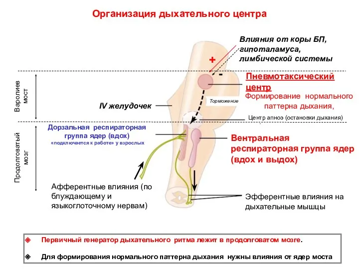 Пневмотаксический центр Центр апноэ (остановки дыхания) Вентральная респираторная группа ядер