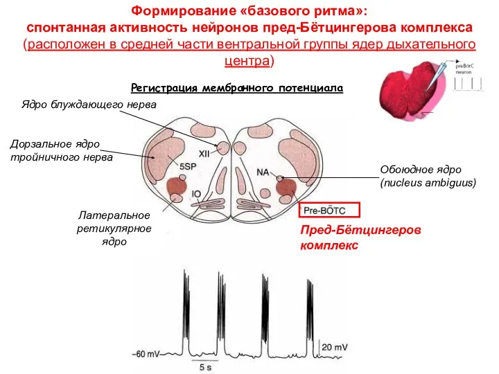 Формирование «базового ритма»: спонтанная активность нейронов пред-Бётцингерова комплекса (расположен в