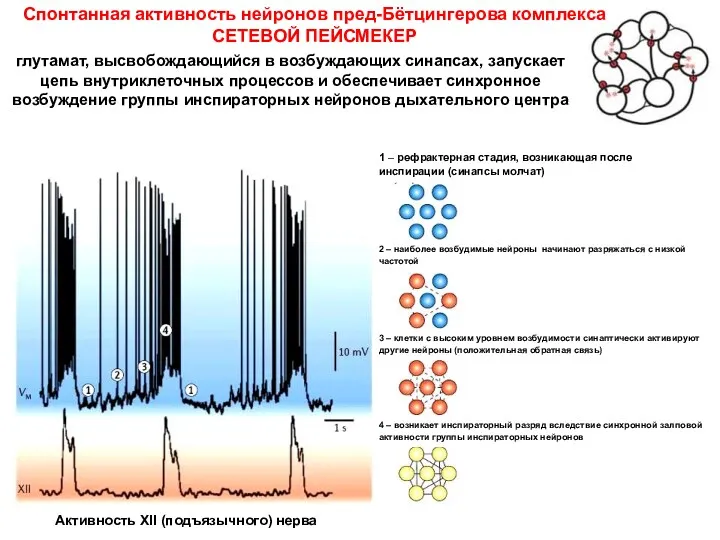 Спонтанная активность нейронов пред-Бётцингерова комплекса СЕТЕВОЙ ПЕЙСМЕКЕР