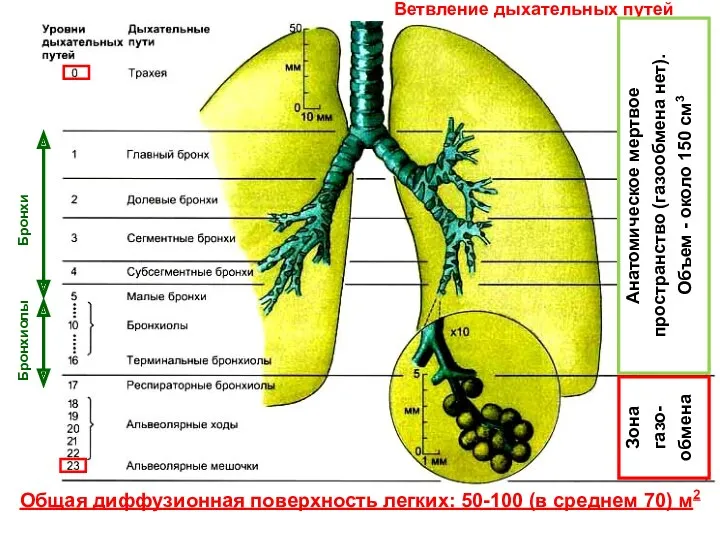 Ветвление дыхательных путей