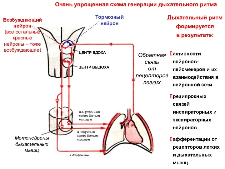 Дыхательный ритм формируется в результате: активности нейронов-пейсмекеров и их взаимодействия