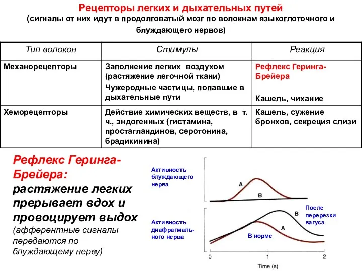 Рецепторы легких и дыхательных путей (сигналы от них идут в