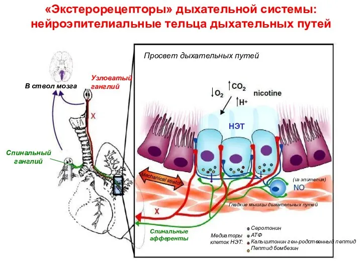 «Экстерорецепторы» дыхательной системы: нейроэпителиальные тельца дыхательных путей