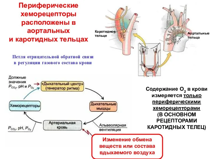 Периферические хеморецепторы расположены в аортальных и каротидных тельцах Каротидное тельце