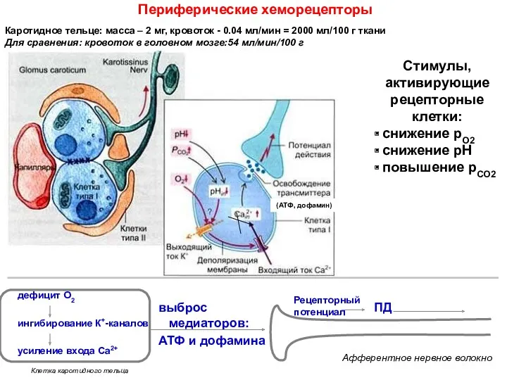 дефицит О2 ингибирование К+-каналов усиление входа Са2+ Периферические хеморецепторы (АТФ,