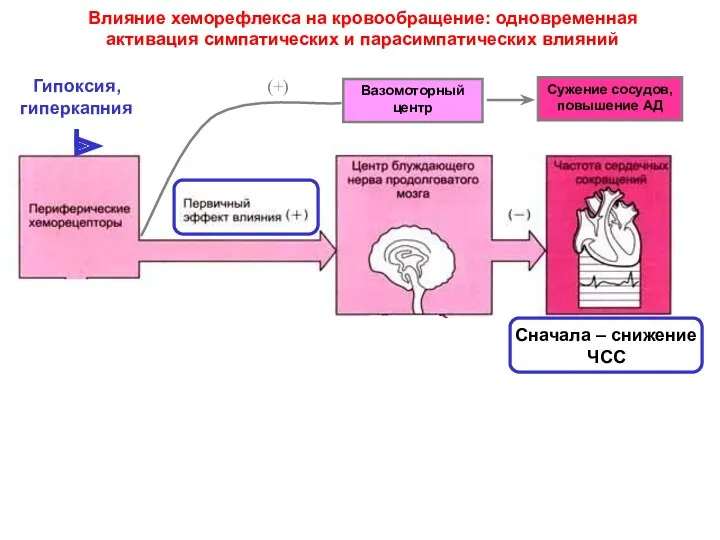 Влияние хеморефлекса на кровообращение: одновременная активация симпатических и парасимпатических влияний