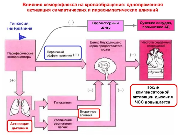 Влияние хеморефлекса на кровообращение: одновременная активация симпатических и парасимпатических влияний