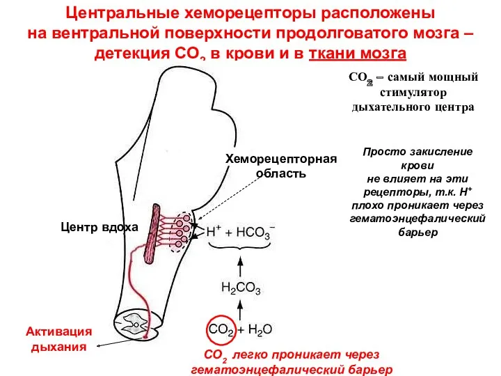 Центральные хеморецепторы расположены на вентральной поверхности продолговатого мозга – детекция