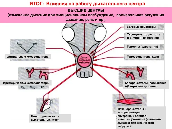 ИТОГ: Влияния на работу дыхательного центра