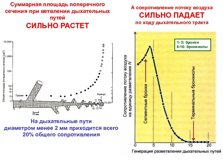 1- 5: бронхи 6-16: бронхиолы А сопротивление потоку воздуха СИЛЬНО