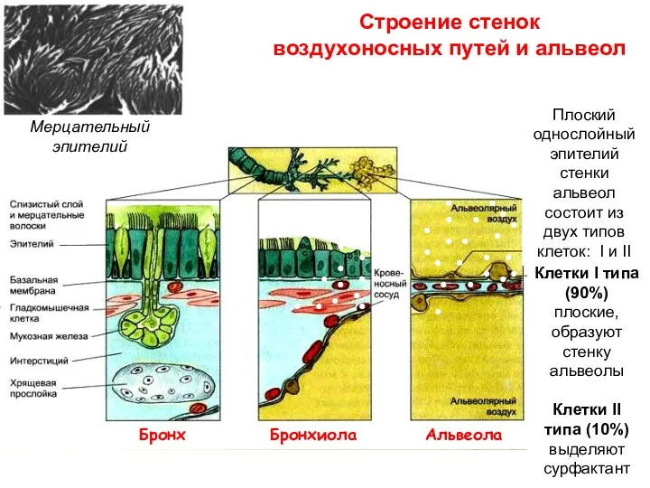 Строение стенок воздухоносных путей и альвеол Мерцательный эпителий