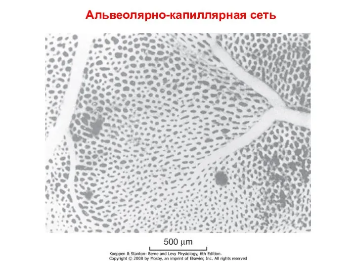 Альвеолярно-капиллярная сеть