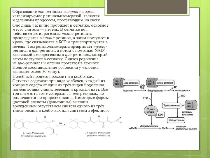 Образование цис-ретиналя из транс-формы, катализируемое ретинальизомеразой, является медленным процессом, протекающим