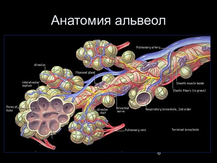 Анатомия альвеол